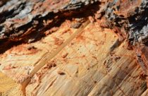 Bark Beetle destruction