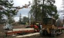 Cal Fire crews removing dead trees