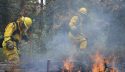 Cal Fire crews removing dead trees