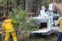 Cal Fire crews removing dead trees