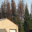 Dead trees along HWY 108