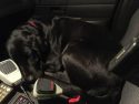 Ruger naps while on the way home