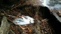 CCWD Pipeline break at Blagen Rd. in White Pines Near Arnold