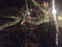 HWY 4 Tree down