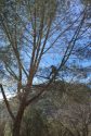 Local tree service climber prepares for his team to take down a leaning, possibly bark beetle-attacked bull pine located within the fall zone of a home. Photo by Joe Bors