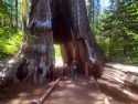 Pioneer Cabin Tree