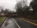 Tree across Black Oak Road