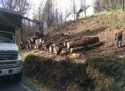 Tree removal
