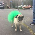 Murphys Irish Day Parade