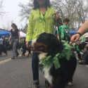 Murphys Irish Day Parade