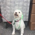 Murphys Irish Day Parade