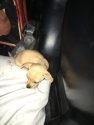 Sonora Police Stolen Truck Investigation, March 11, 2017