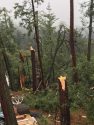 Storm Damage In Twain Harte - Ponderosa Drive