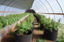 Illegal pot grow near San Andreas