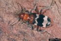 Checkered Beetle, a bark beetle predator.