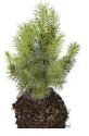 Evergreen seedling