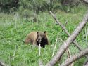 Yosemite Black Bear