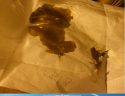 Butane honey oil seized