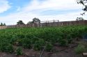 Massive pot bust in Jenny Lind