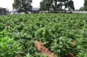 Massive pot bust in Jenny Lind