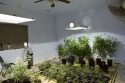 Indoor pot bust Jenny Lind