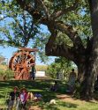 Calaveras County Fair and Jumping Frog Jubilee 2017