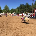 2017 Mother Lode Roundup Rodeo "Mutton Busting"