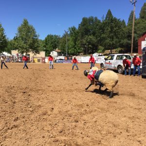 Mother Lode Roundup Rodeo "Mutton Busting" -- Photo Tracey Petersen
