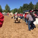 2017 Mother Lode Roundup Rodeo "Mutton Busting"