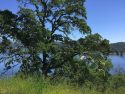 Treed kite at New-Melones as the reservoir sits at 83 percent capacity, April 30, 2017