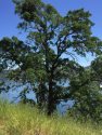 Oak-thriving-post-significantly-wet-winter-at-New-Melones