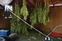 Burson pot bust