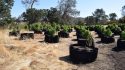 Burson pot plants