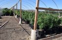 Burson pot plants