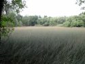 Phoenix Lake Dense Bulrush in the Boot Area