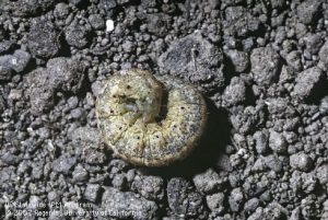Variegated cutworm, Peridroma saucia, larva. Photo by Jack Kelly Clark.