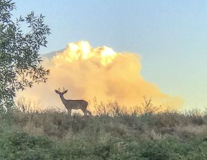 Detwiler Fire in Marioosa County