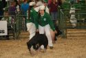 2017 Livestock Auction
