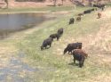 Cows in and near pond off Highway 109/120