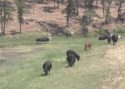 Cows in and near pond off Highway 109/120