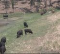 Cows in and near pond off Highway 109/120