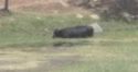 Cow cooling off in pond off Highway 108/120