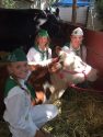 Mother Lode Fair Livestock Auction