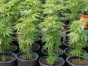 CCSO Evidence Photo Heiser Canyon Illegal Grow, Pre-eradication, Aug 2 2017