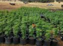 CCSO Evidence Photo Heiser Canyon Illegal Grow, Pre-eradication, Aug 2 2017