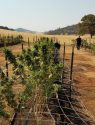CCSO Evidence Photo Heiser Canyon Illegal Grow, Pre-eradication, Aug 2 2017