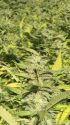 CCSO Evidence Photo, July 31, 2017 Grow Site, Pre-eradication