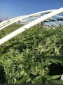 CCSO Evidence Photo, July 31, 2017 Grow Site, Pre-eradication