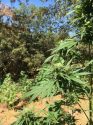 CCSO Evidence Photo, July 31, 2017 Grow Site, Pre-eradication