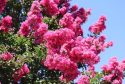 UCCE Master Gardener Photo of Crape Myrtle